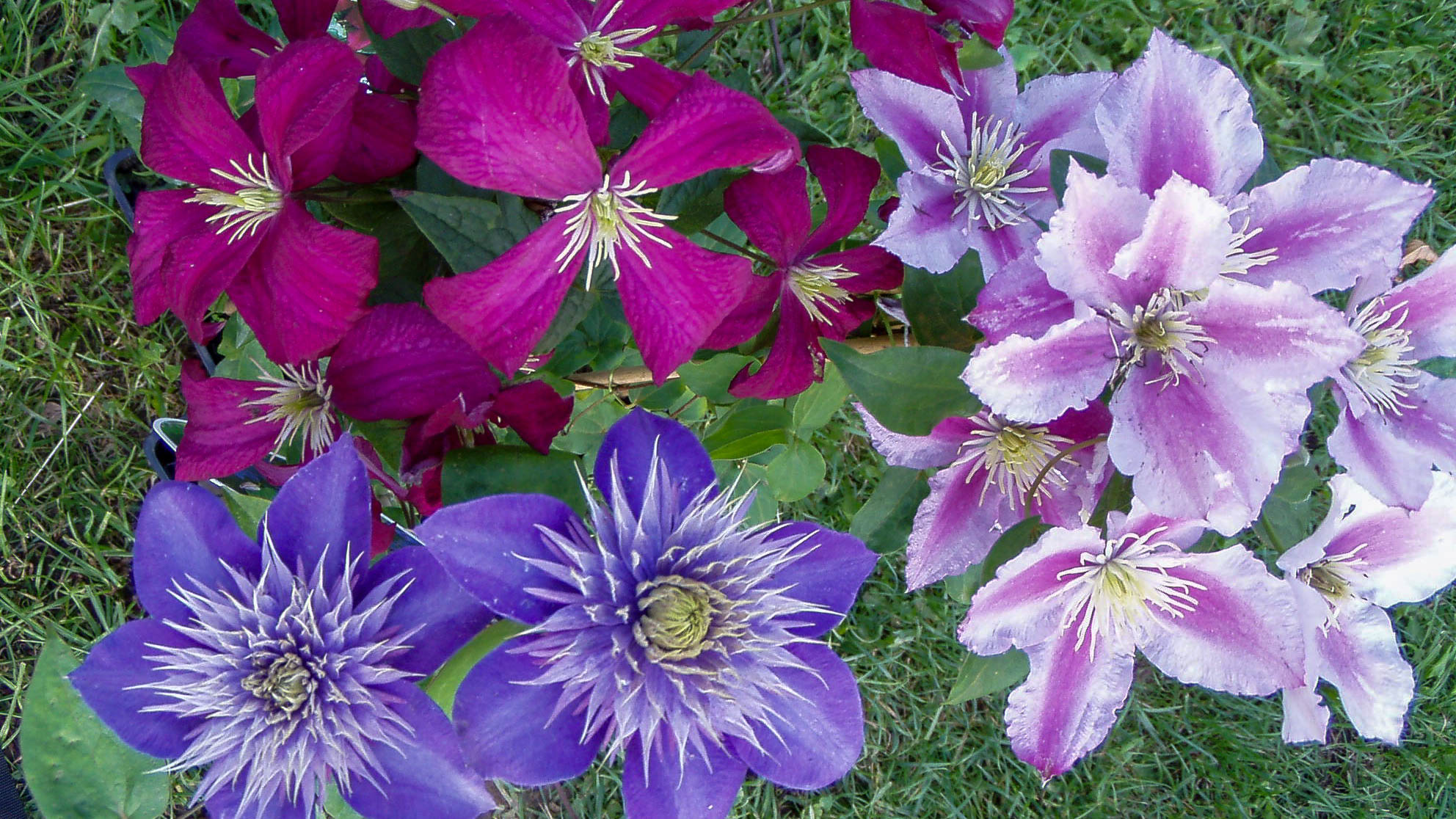 Clematis als Kübelpflanze