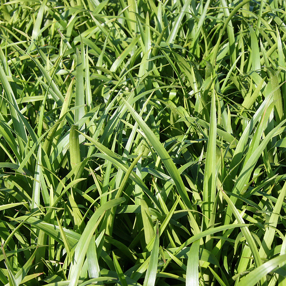 Wald Marbel, Waldmarbel, Luzula sylvatica, Schattengras