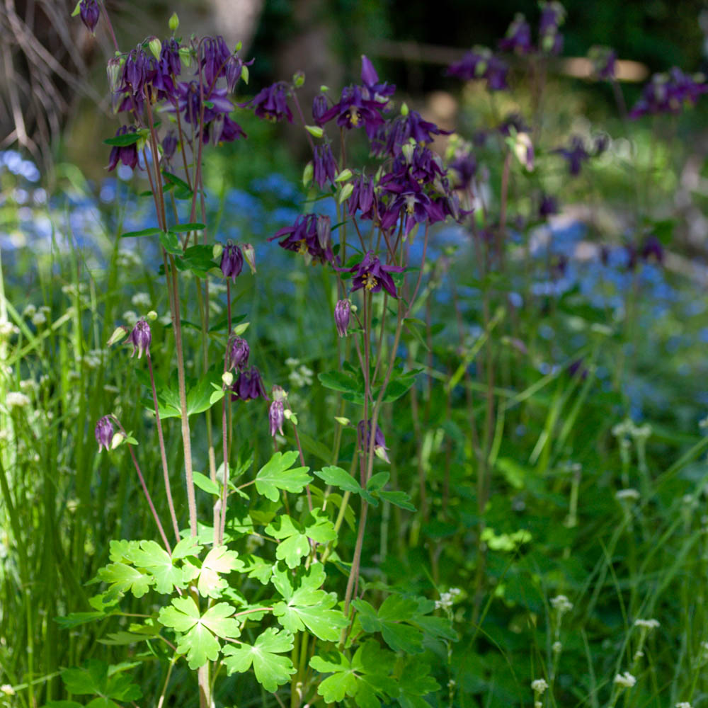 Akelei, Wildstaude, Frühling