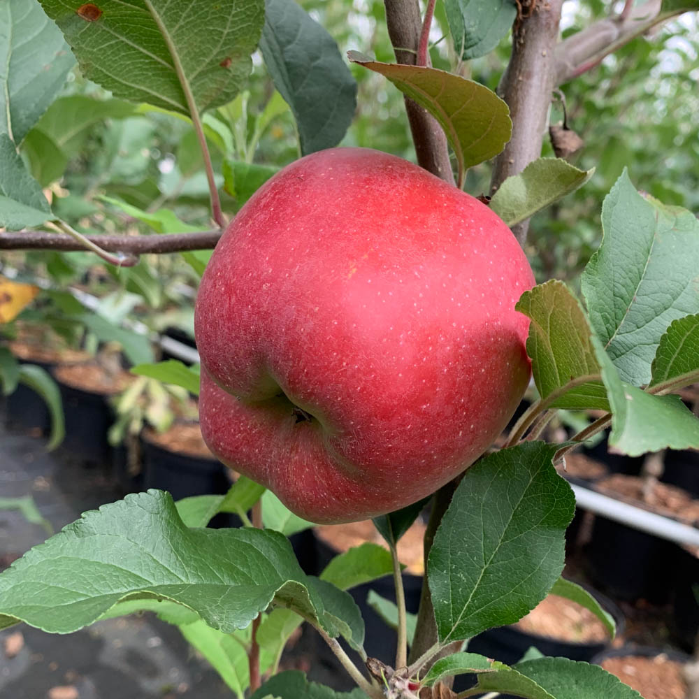 Apfel 'Titan'