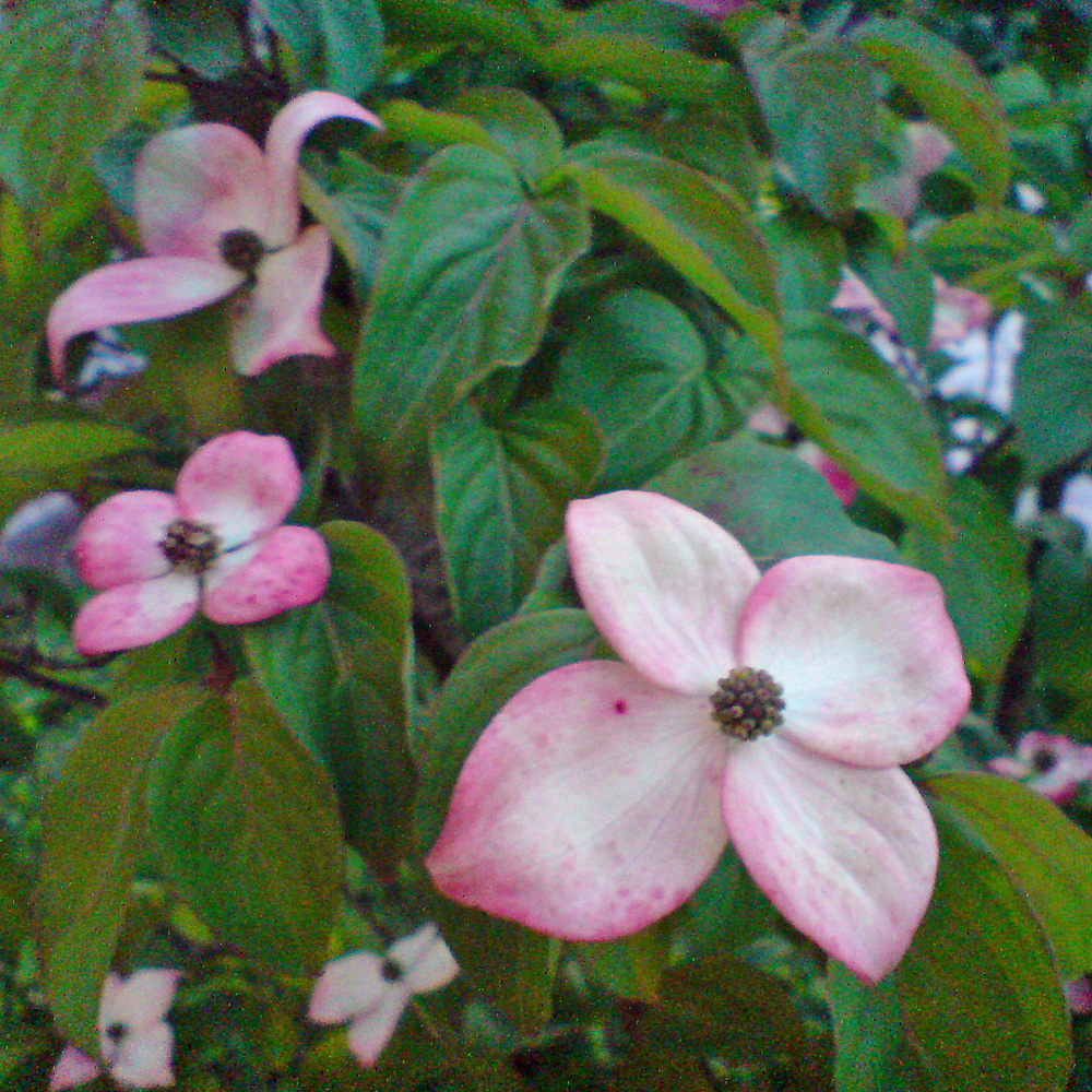 Blumenhartriegel Satomi, Cornus, Blütengehölz, Frühling