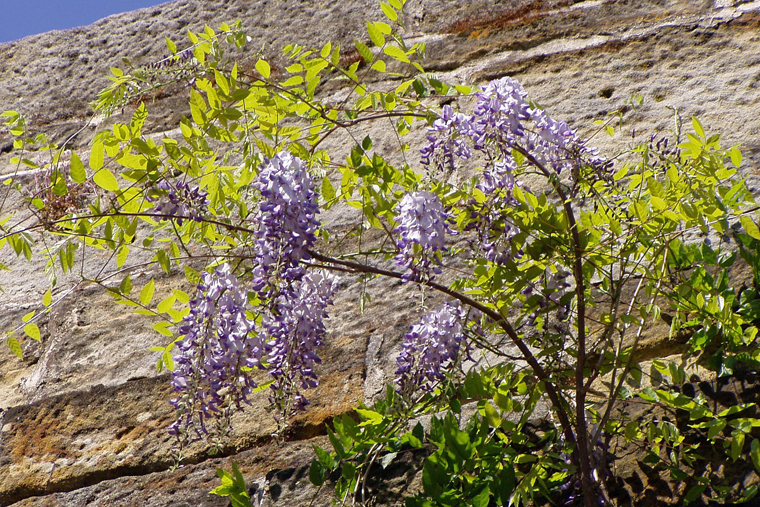 Wisterien richtig scheiden