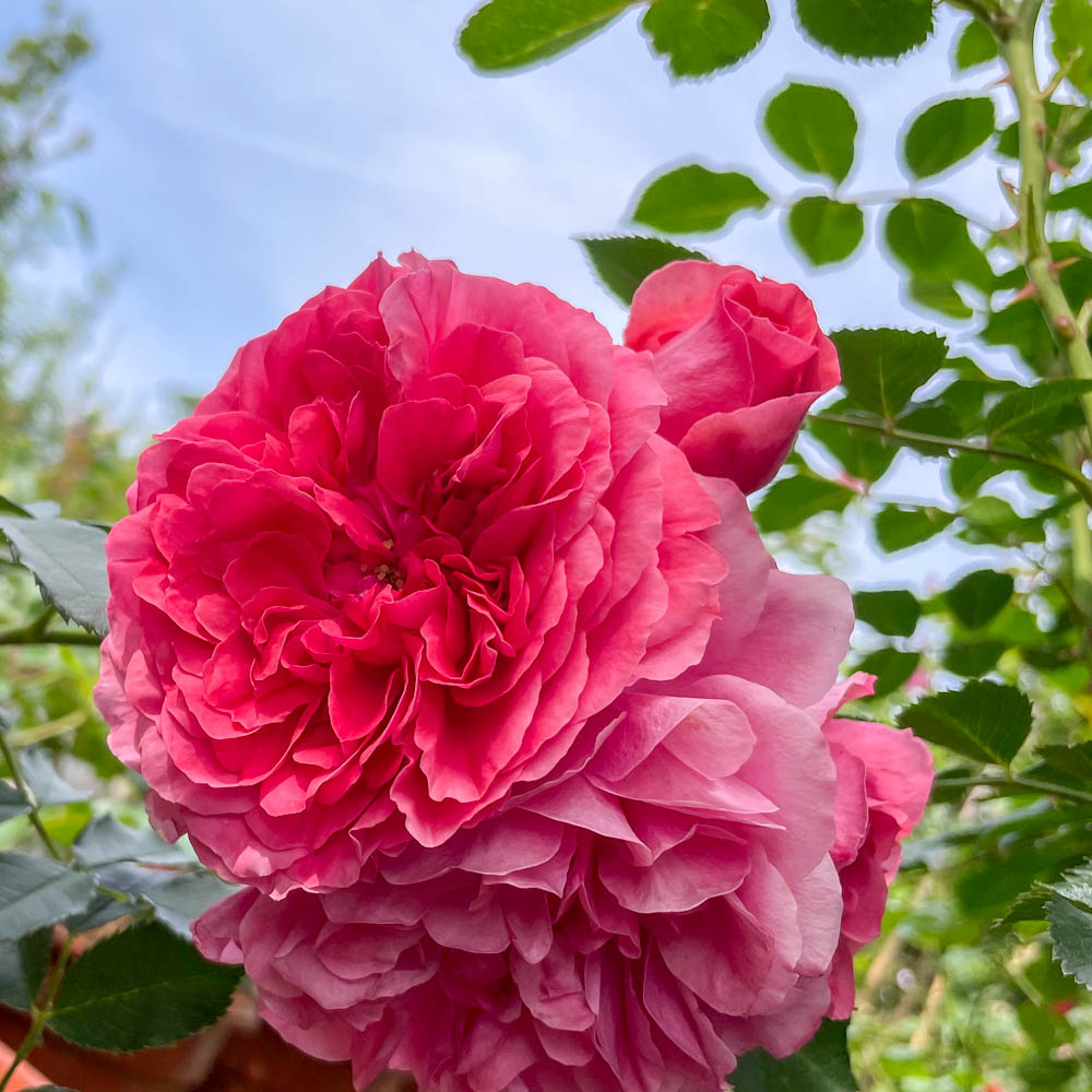 Kletterrose 'Rosarium Uetersen' ®