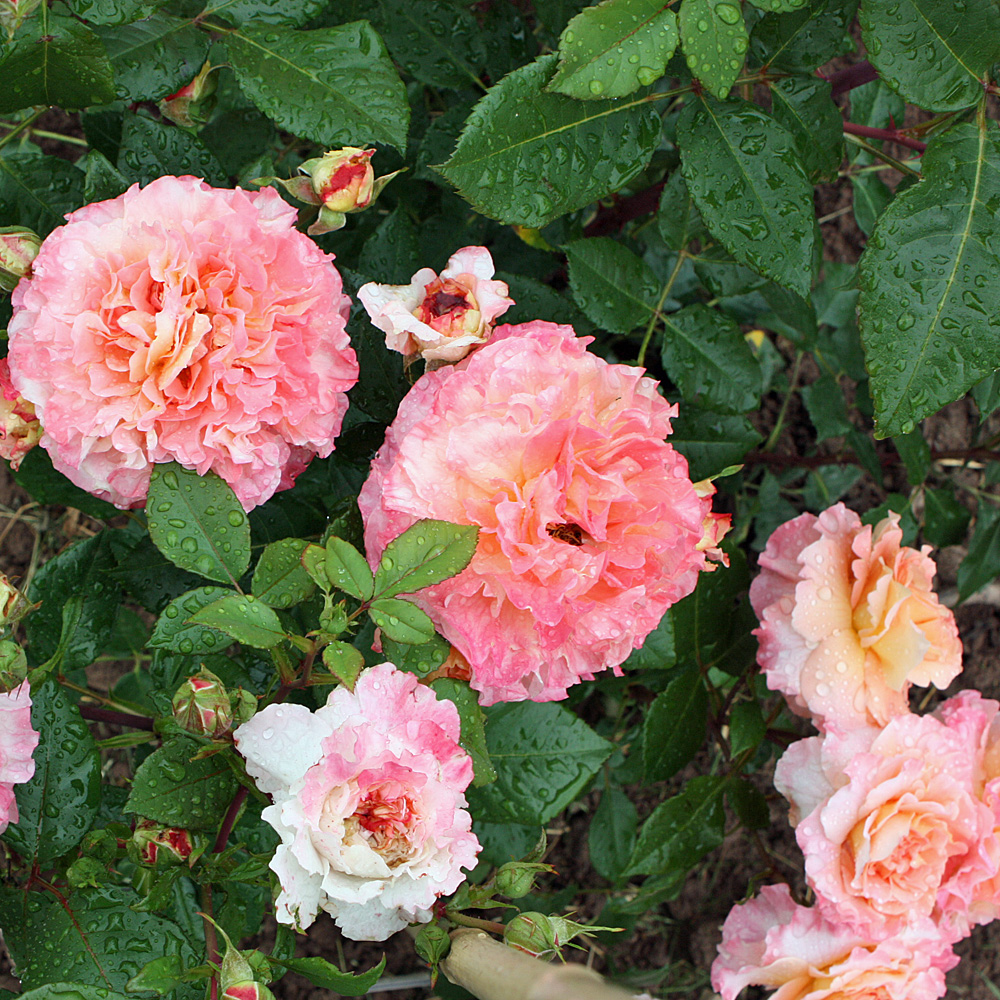 Edelrose Augusta Luise, Rose, Beetpflanze