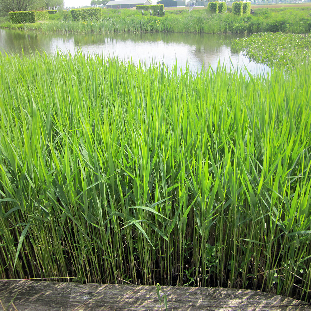 Wasserpflanze, Sumpfpflanze, Ziergras, Schilf