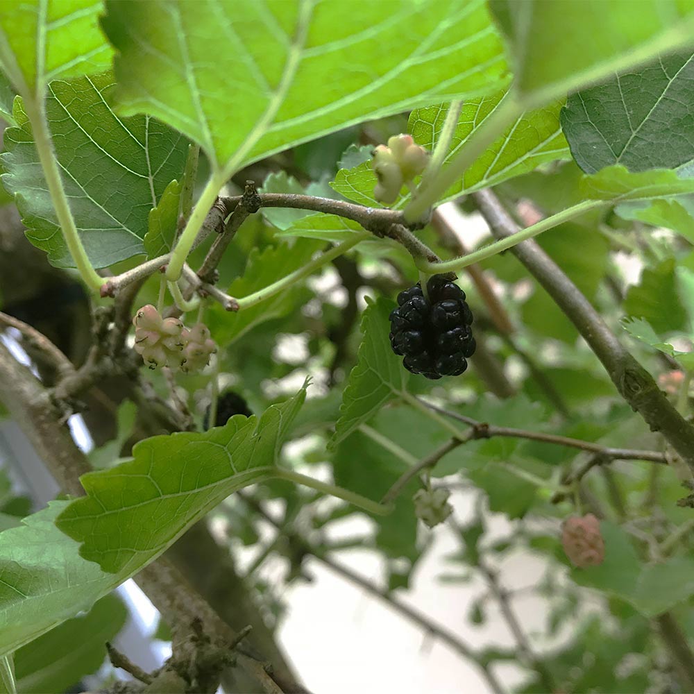 Schwarze  Zwerg-Maulbeere `Mojo Berry`