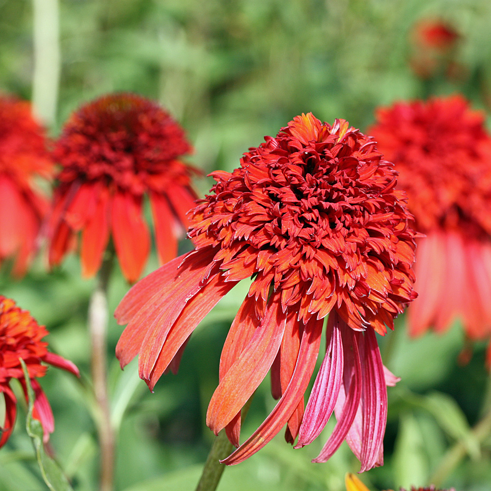 Sonnenhut Hot Papya, Echinacea