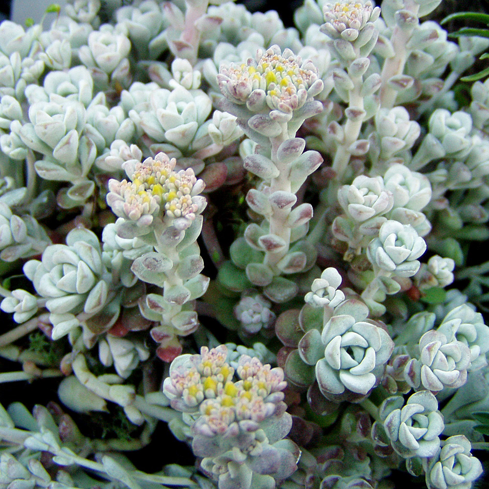 Silberspatel Fettblatt Cape Blanco, Sedum, Steingarten