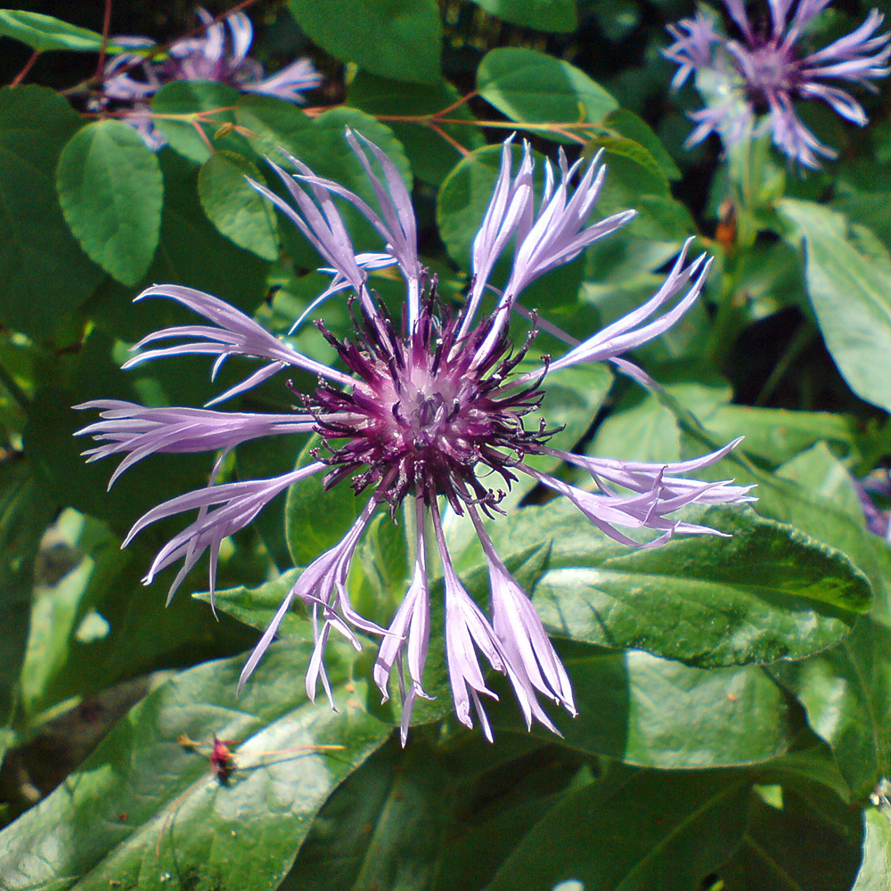 Flockenblume, Wildblume, Blütenstaude