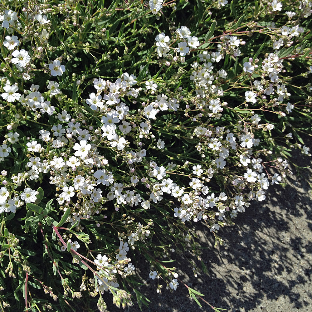 Zwerg Schleierkraut 'Alba'