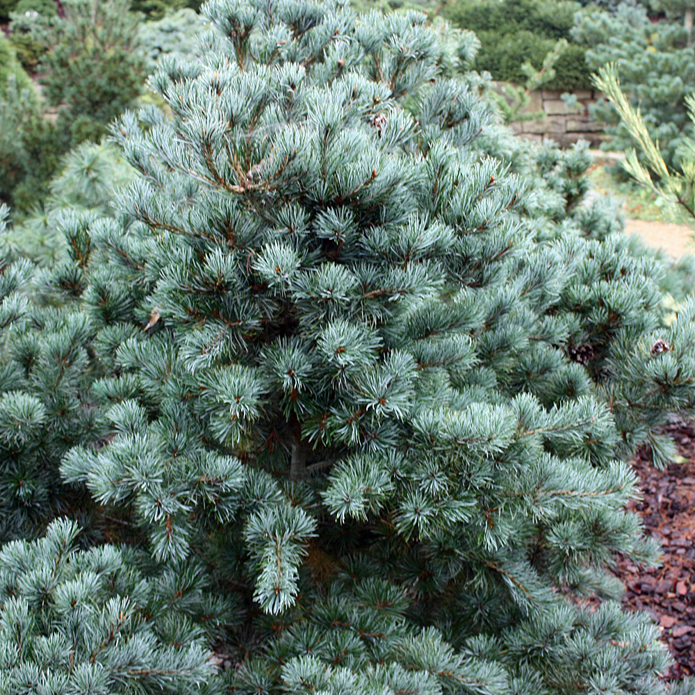 Mädchenkiefer, Kiefer, Pinus, immergrün