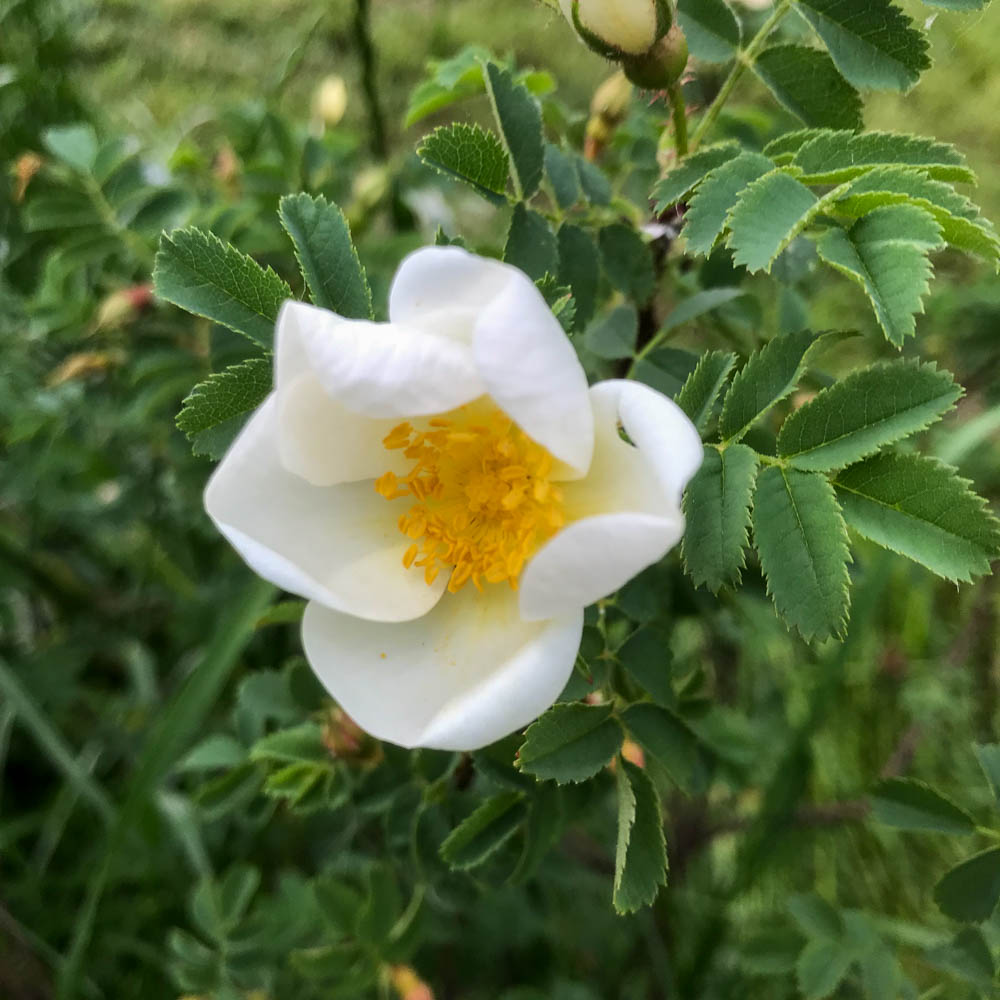 Bibernell Rose, Wildrose, Bienenweide