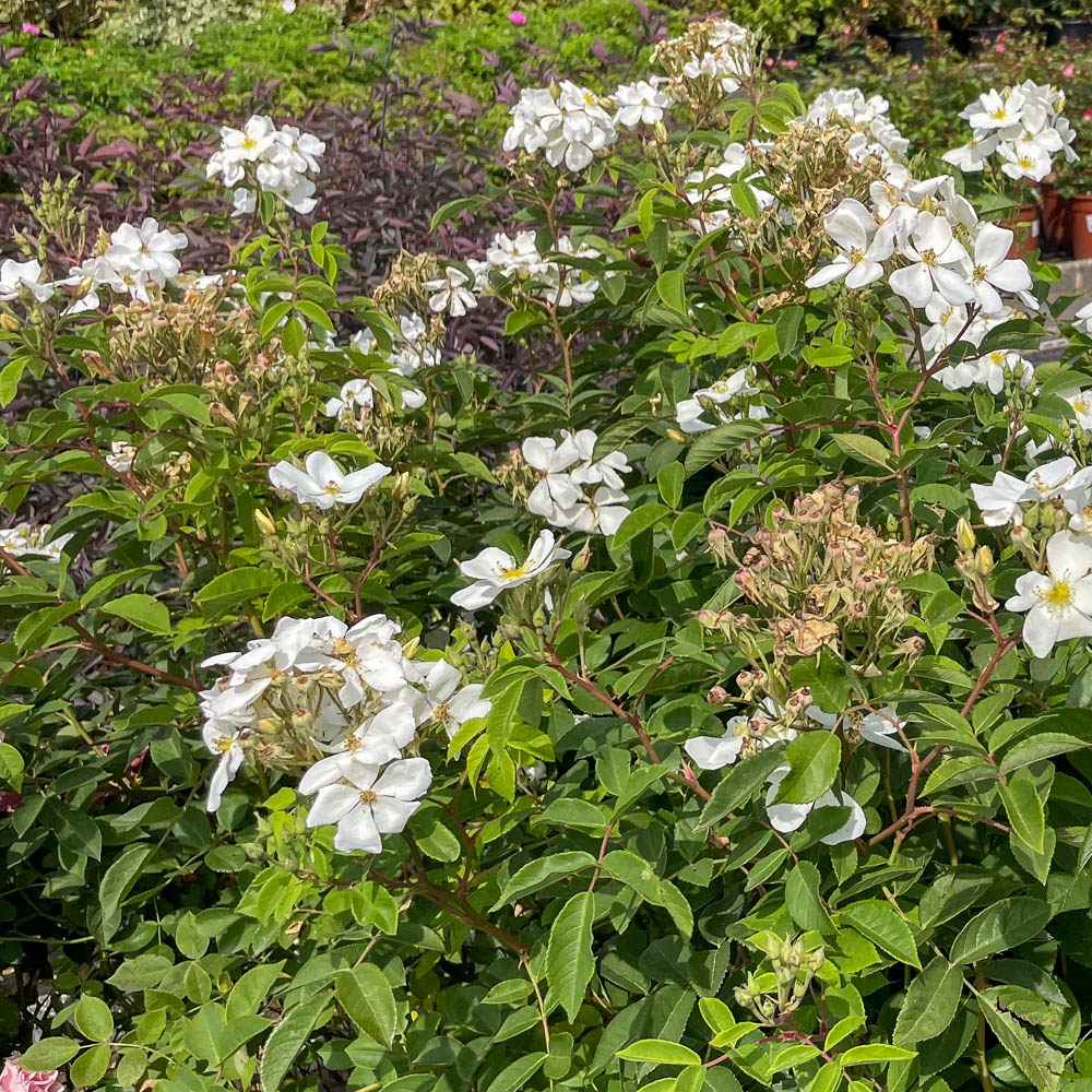 Strauchrose 'Musquèe Sans Soucis'