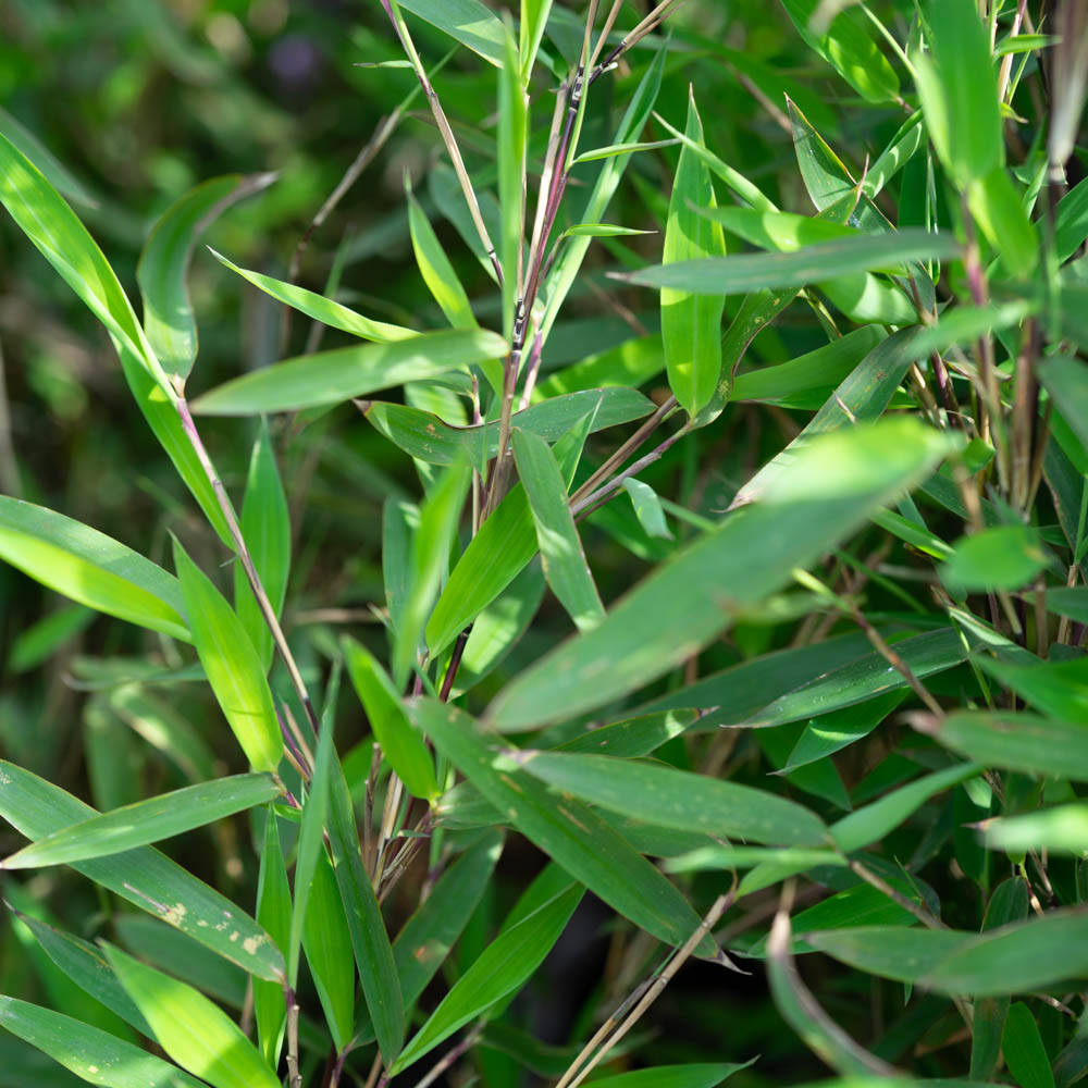 Gartenbambus 'Malachite Monkeys'®