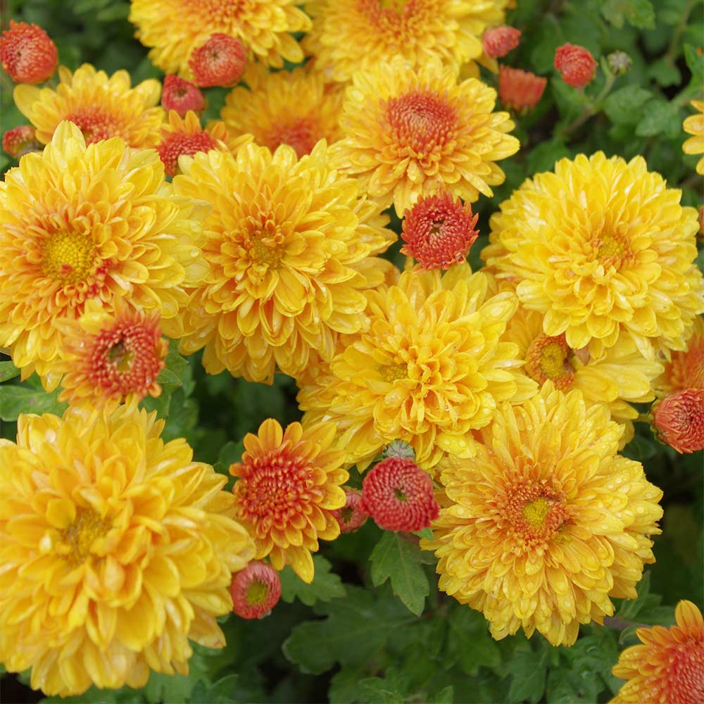 Winteraster 'Indian Summer'