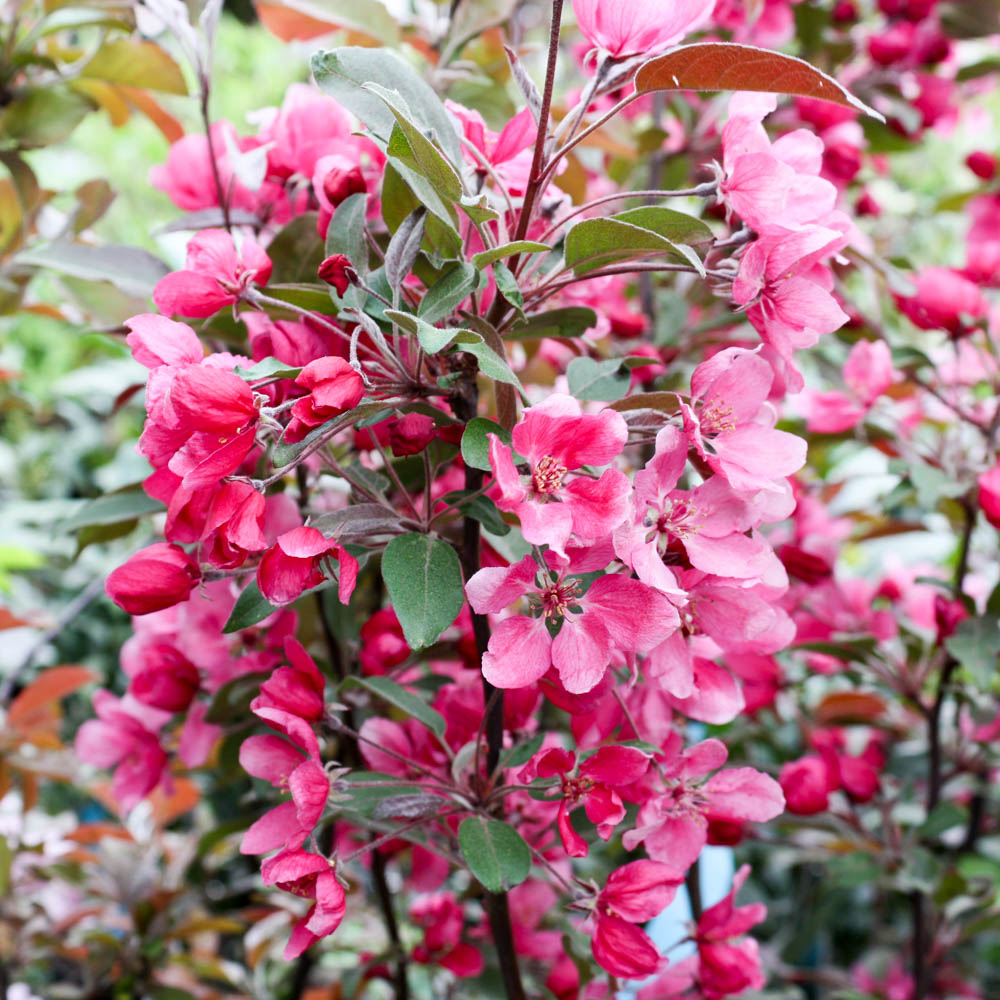 Zierapfel 'Profusion'
