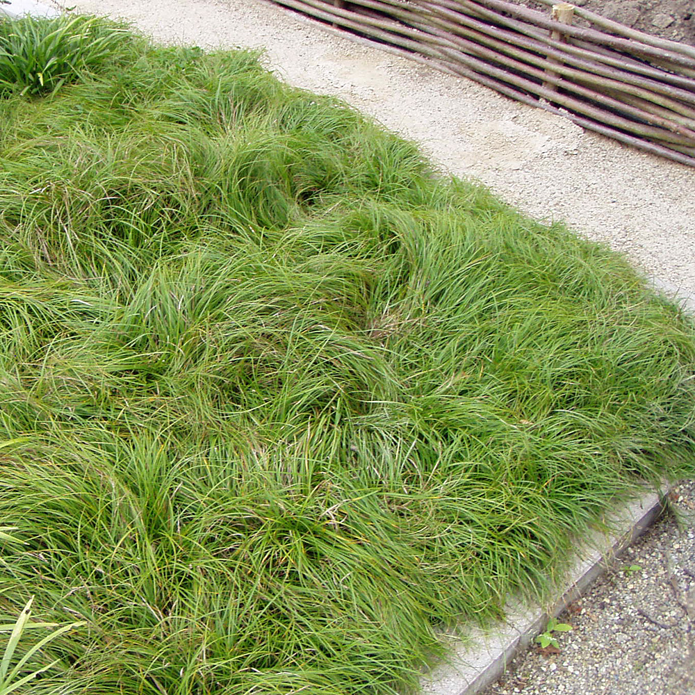 Schatten Segge The Beatles, Segge, Carex caryophyllea, Ziergras