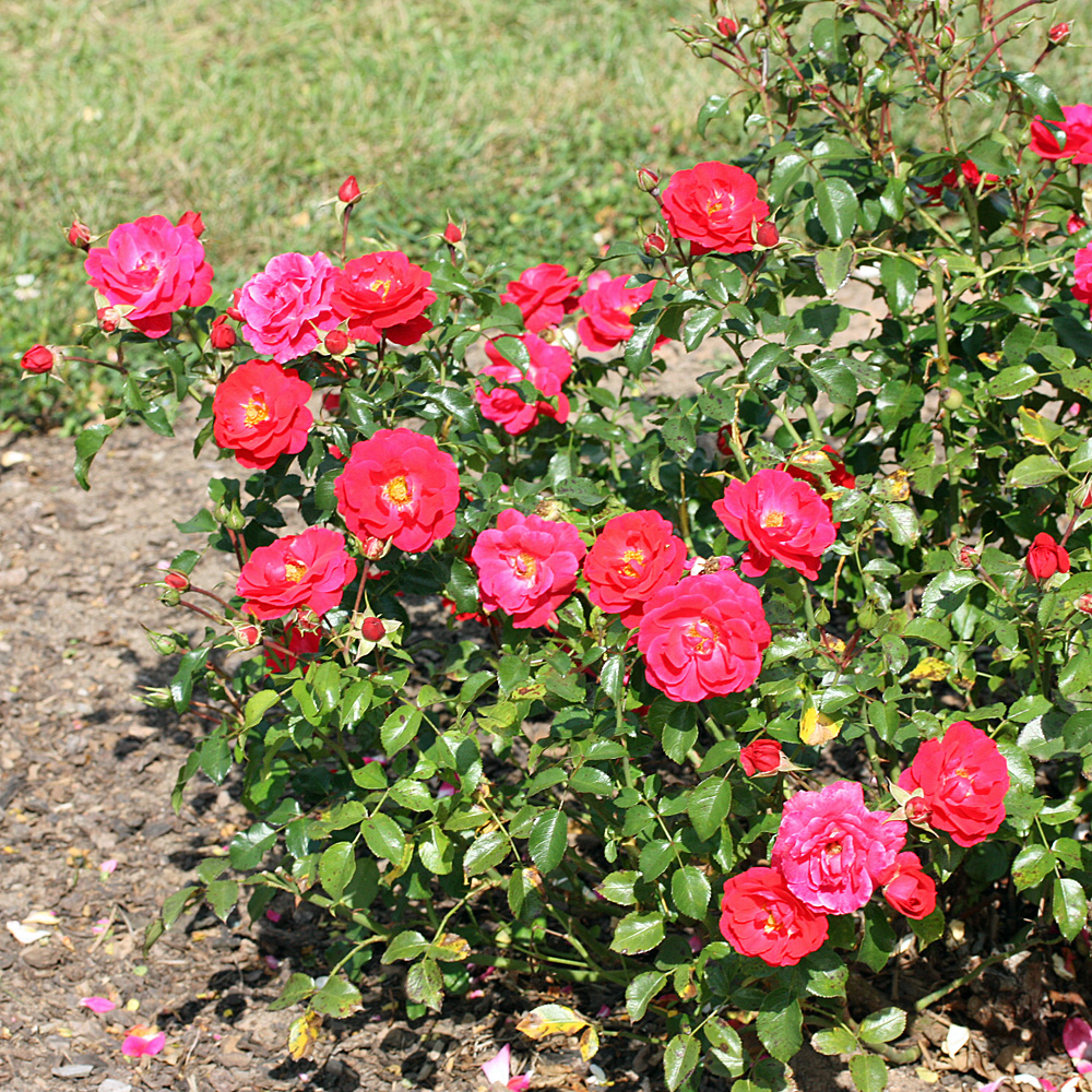Bodendeckerrose, Beetpflanze, Beeteinfassung