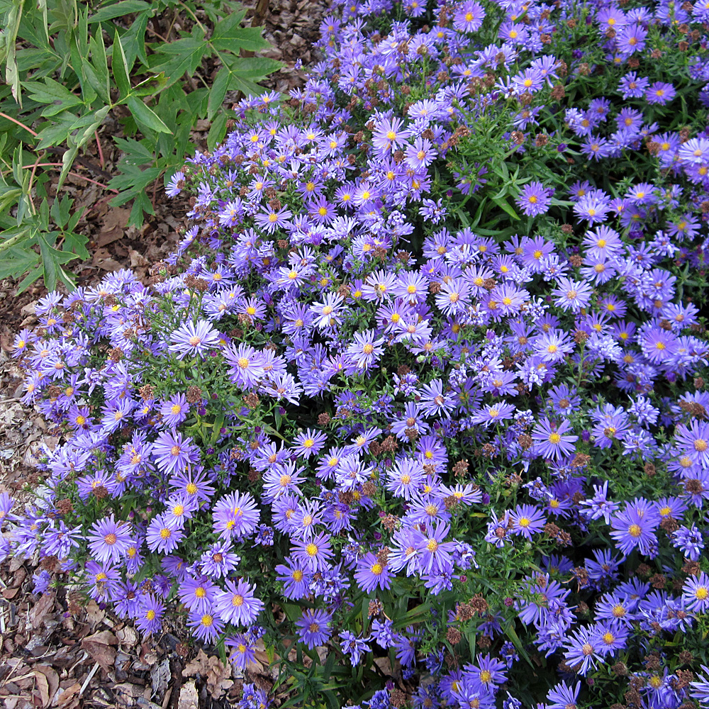 Akelei, Frühling, Frühjahrsblüher