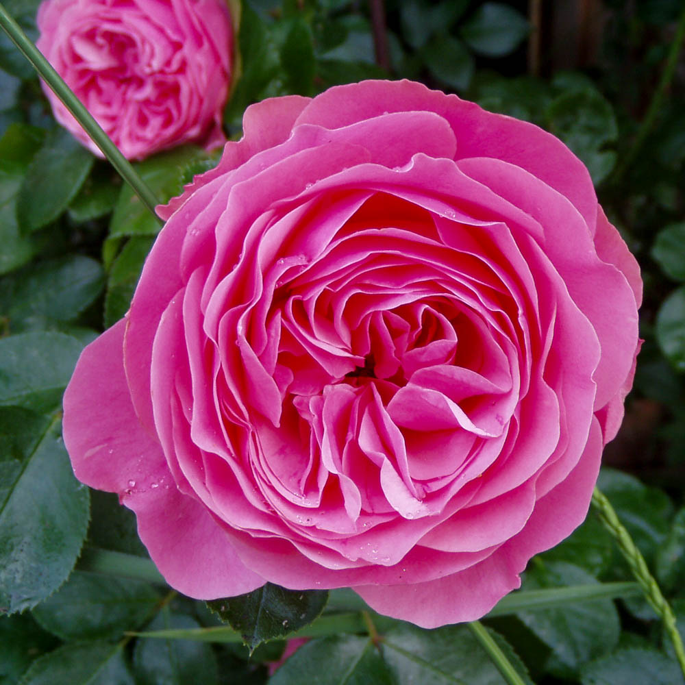 Rose Leonardo da Vinci, Nostalgische Rose, Beetpflanze