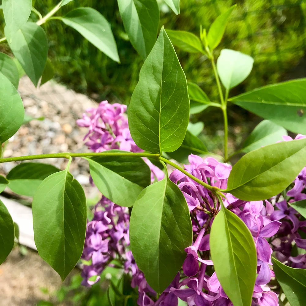 Königsflieder 'Saugeana'