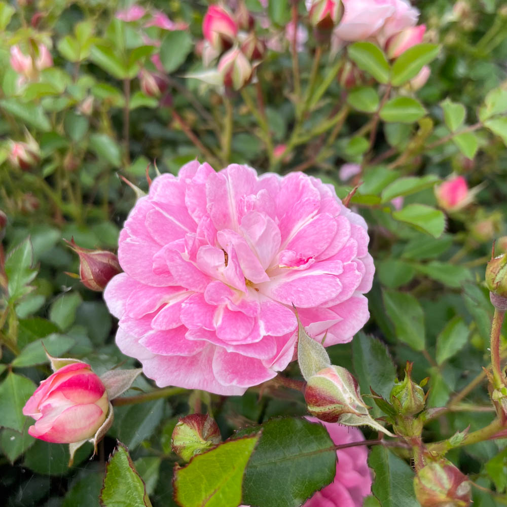 Bodendeckerrose 'Flirt 2011'