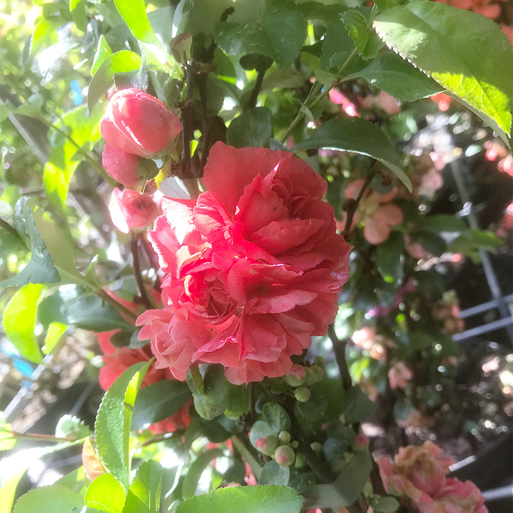 Zierquitte 'Pink Storm' ®