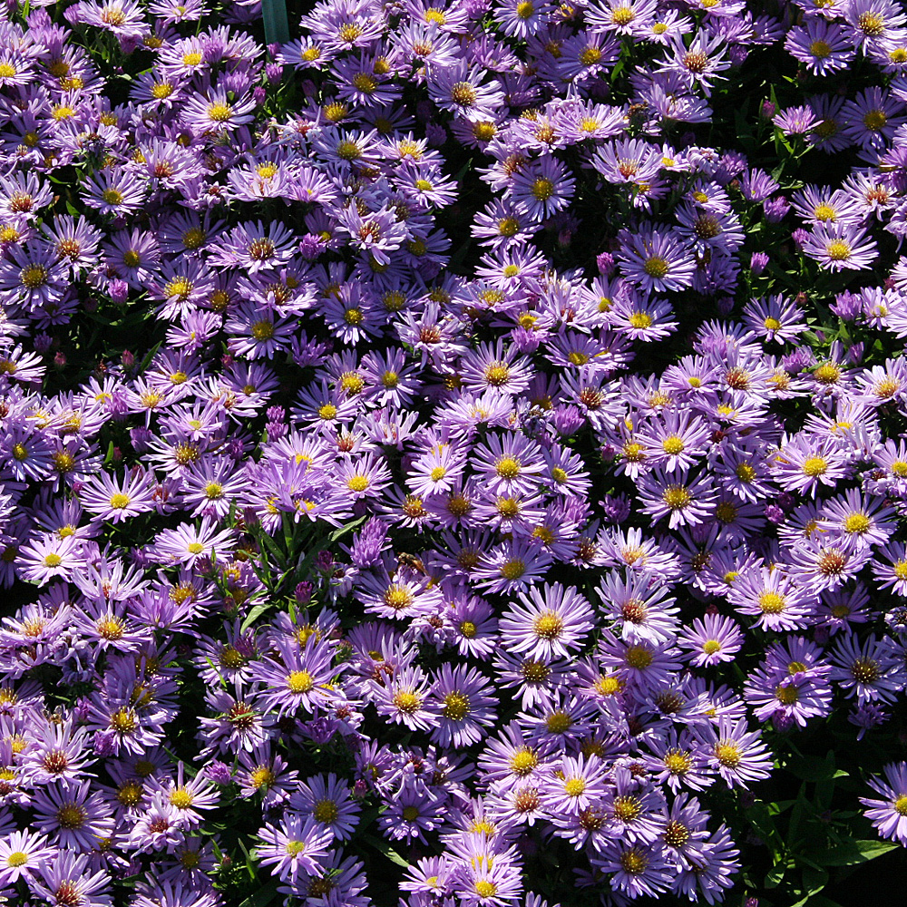 Kissenaster Herbstpurzel, Herbst, Aster