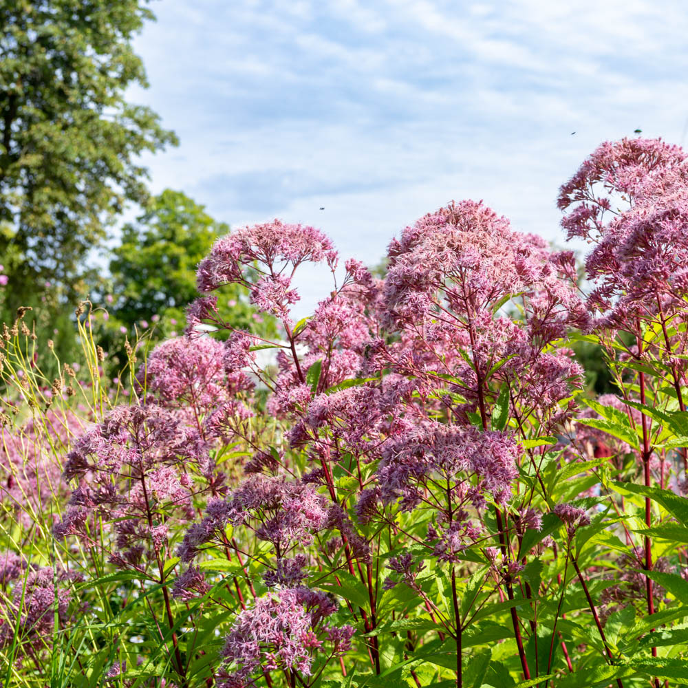 Gewöhnlicher Wasserdost, Heilpflanzen, Schmetterlinge, Bienen