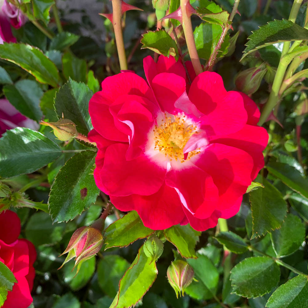 Bodendeckerrose 'Lipstick'