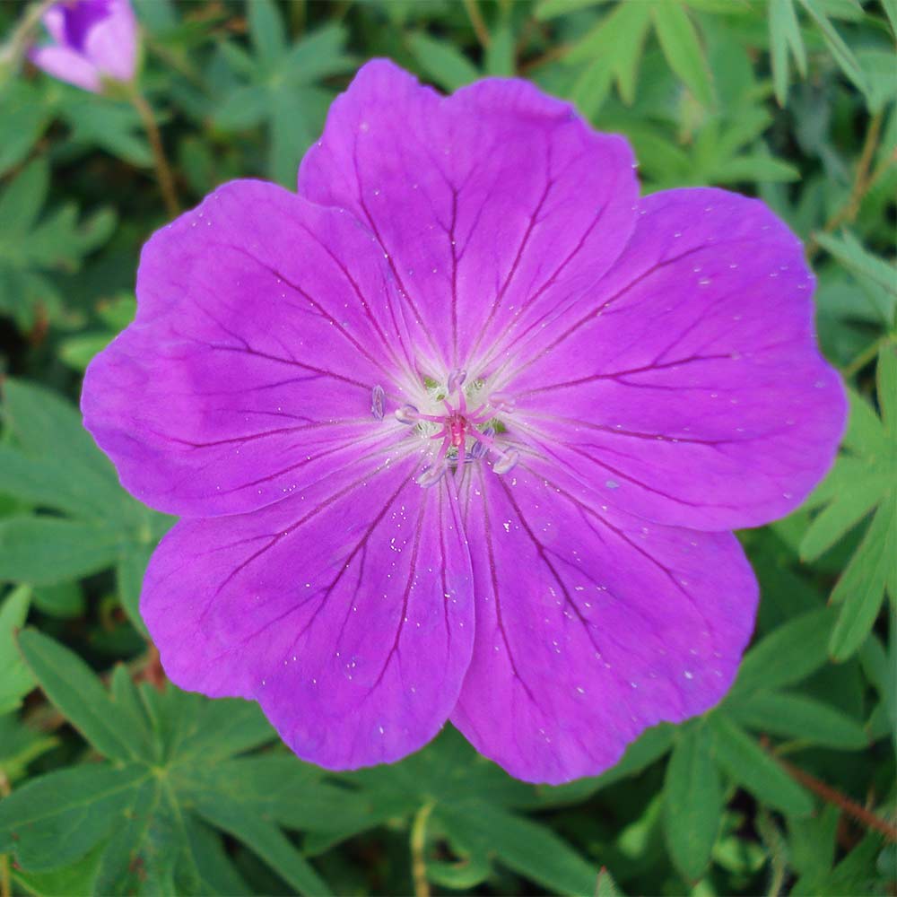 Blut Storchschnabel 'Elsbeth'