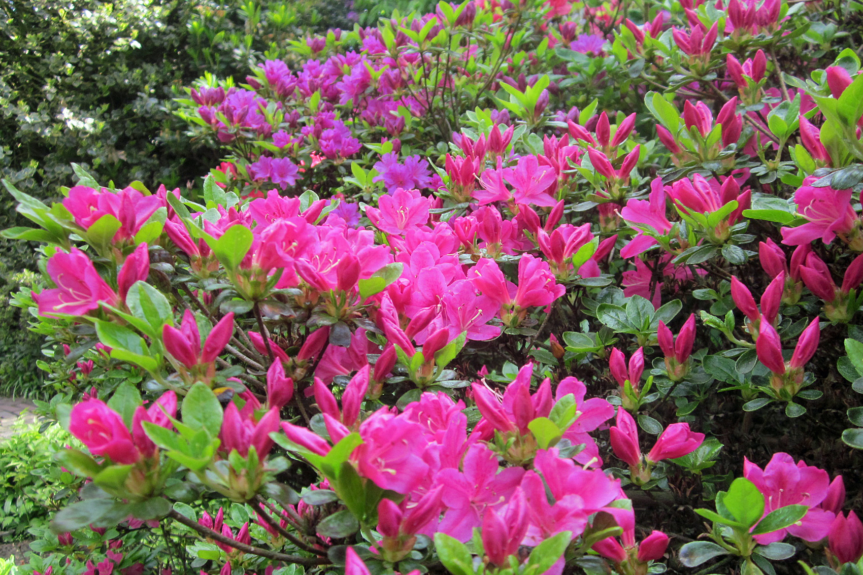 Zwerg- & Wild Rhododendren