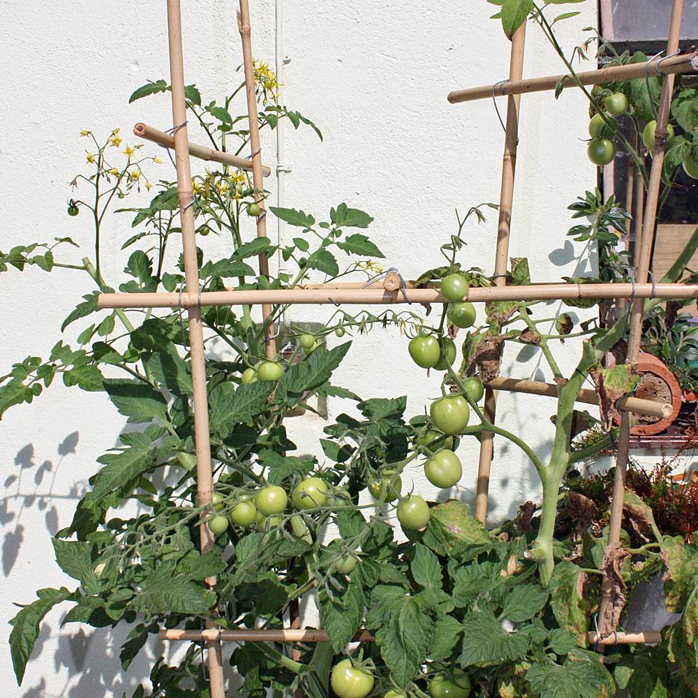 Bambusklammern Rankgitter selber bauen