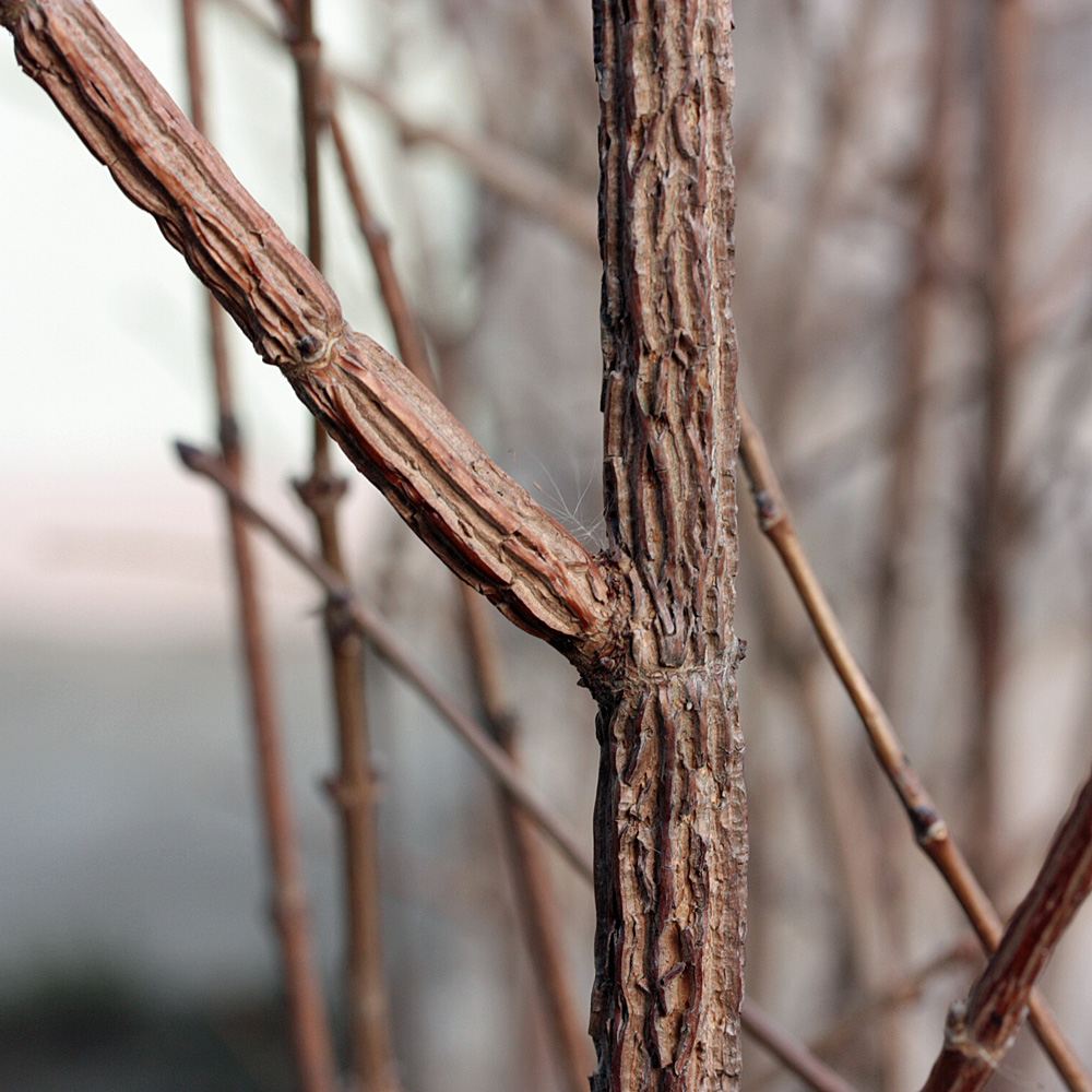 Feldahorn, Acer, Heckenpflanze