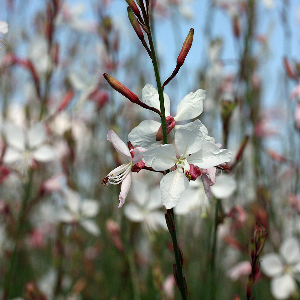 Prachtkerze Weiss, Gaura, Prachtstaude
