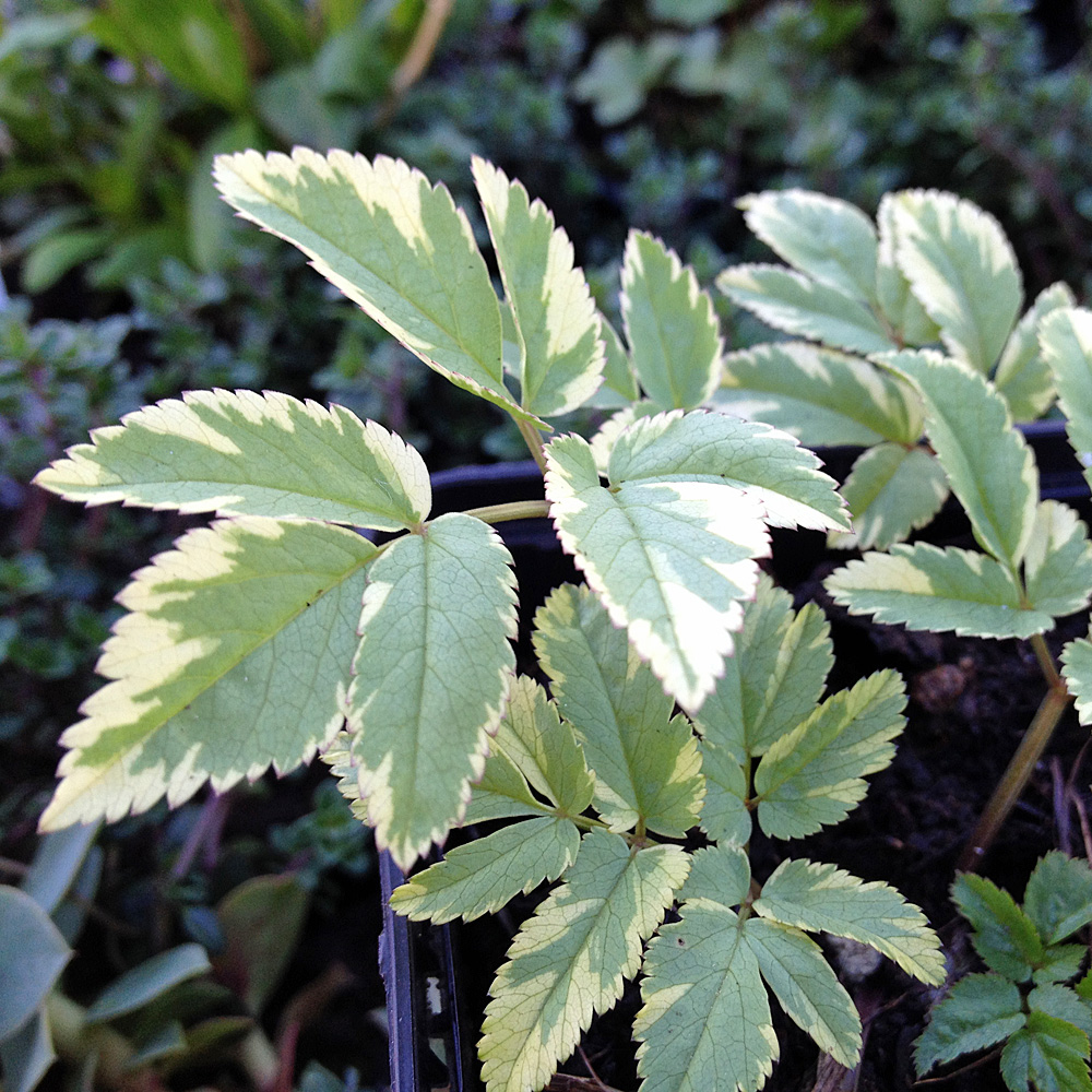 Giersch Variegata, Blattschmuck, Schattenstaude