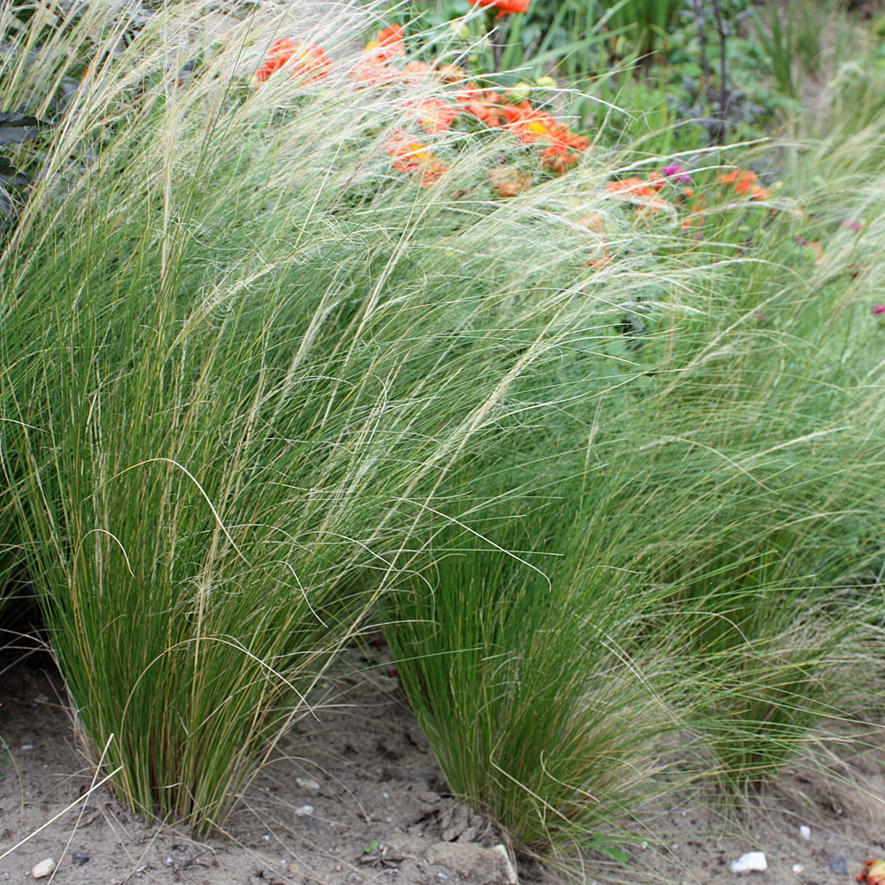 Engelshaargras 'Ponytails'