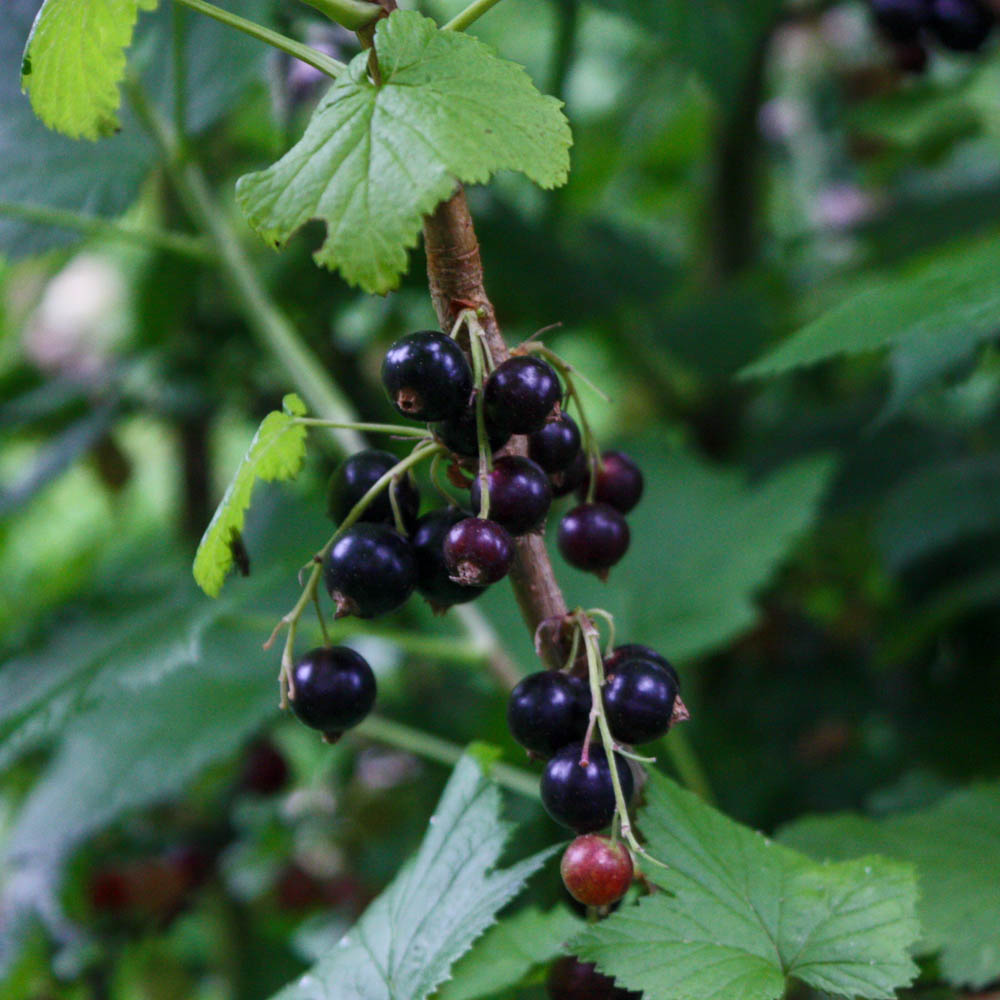 Schwarze Johannisbeere 'Ometa'