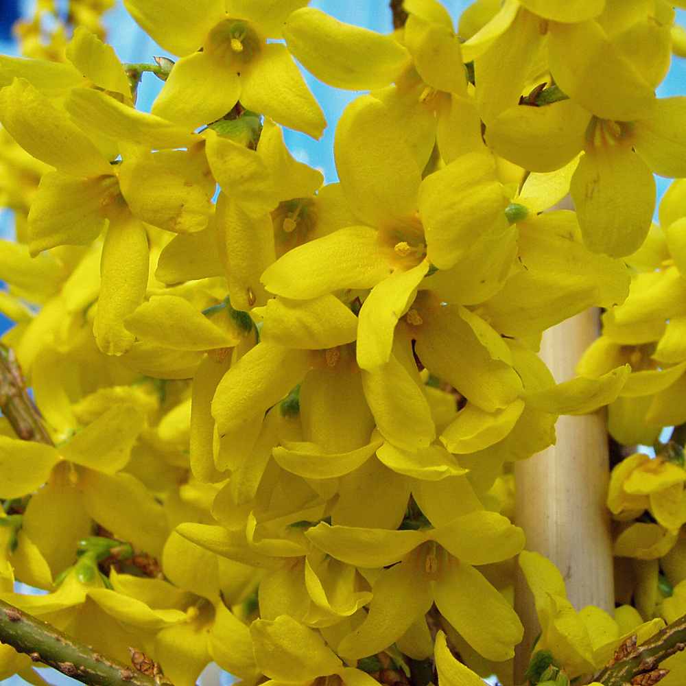 Forsythie Week End, Ziergehölz, Frühling