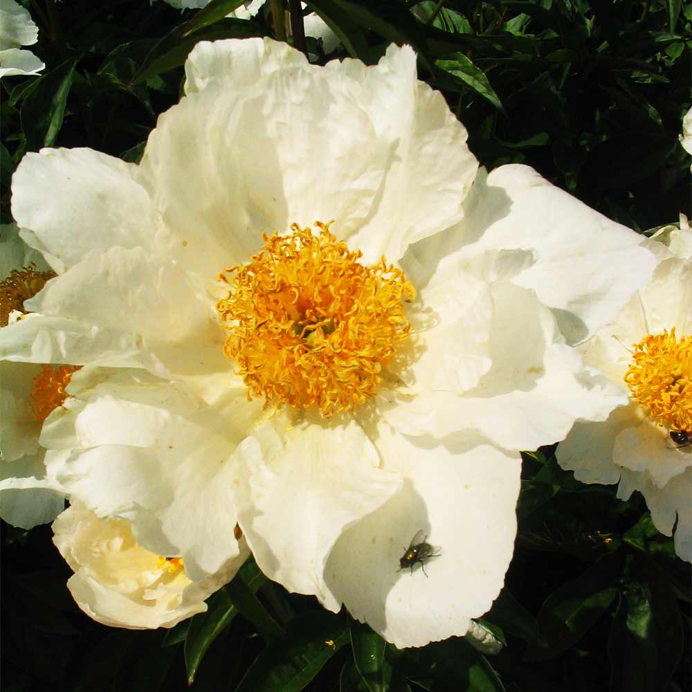 Pfingstrose 'Krinkled White'
