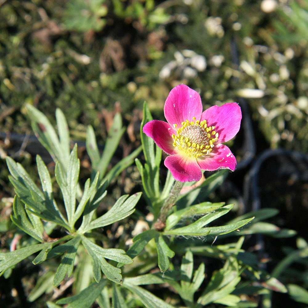 Sommeranemone 'Rubra'