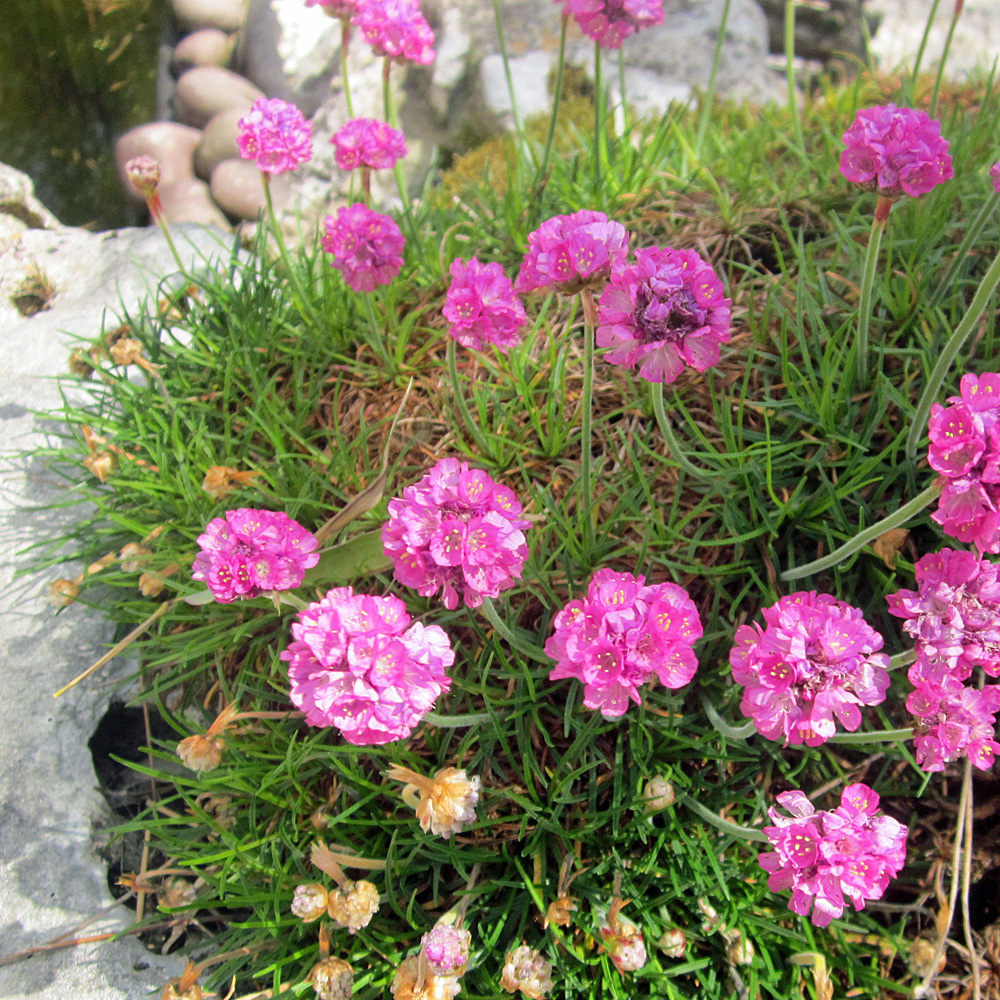 Grasnelke, Nelke, Grasähnliches Blatt, Steingarten