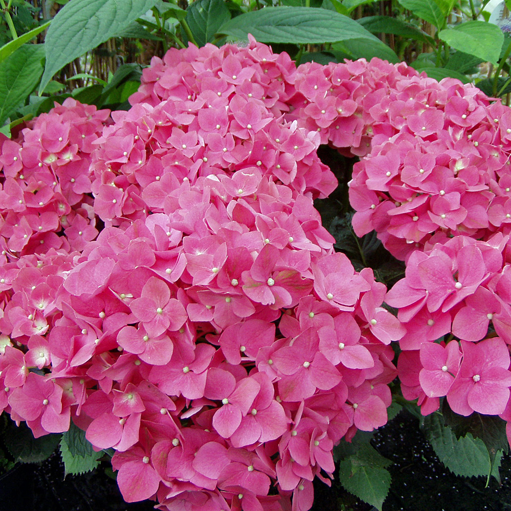 Bauernhortensie Leuchtfeuer, Hydrangea, Hortensie, Blütengehhölz