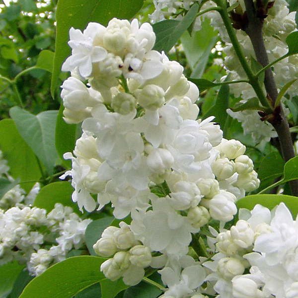 Edelflieder 'Mme Lemoine'