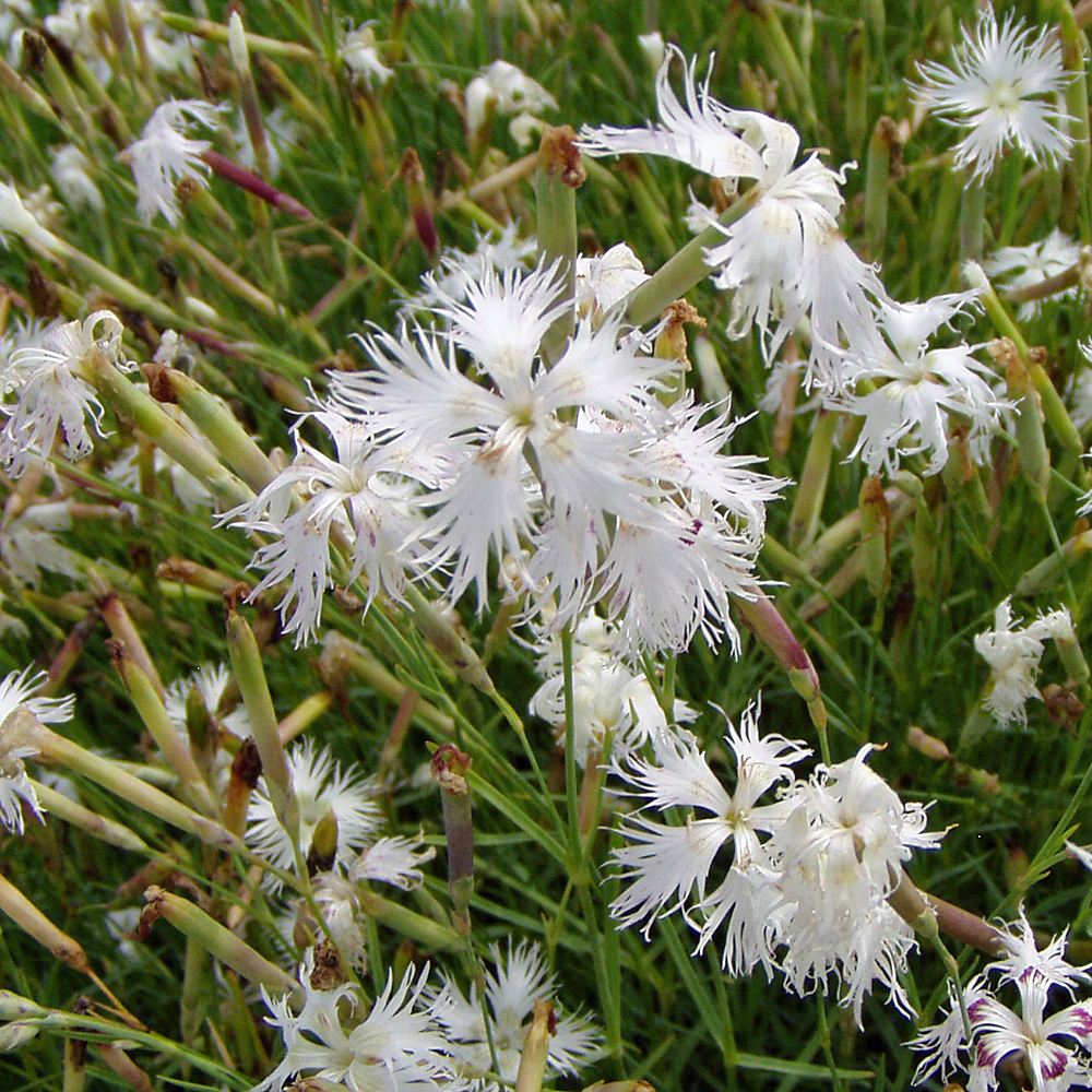 Sandnelke, Steingartenstaude, Dachgartenpflanze