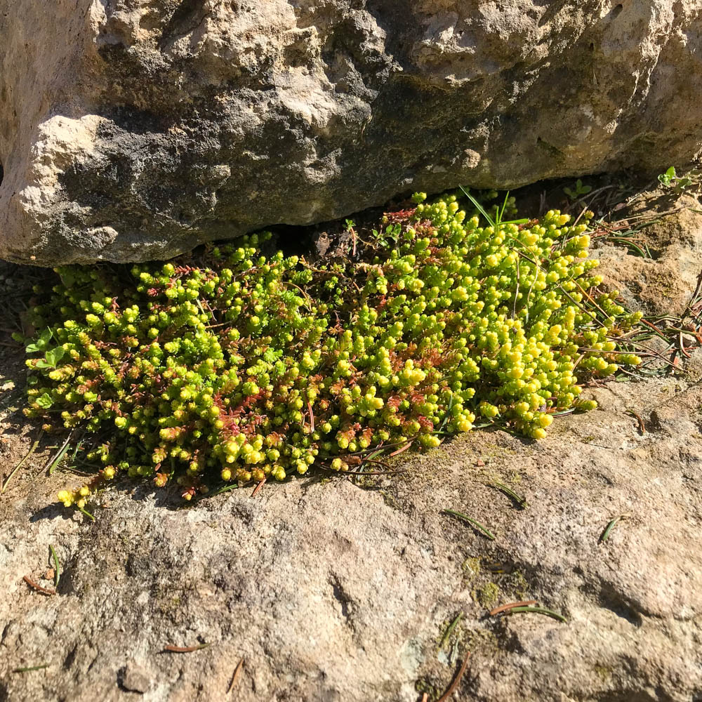 Scharfer Mauerpfeffer