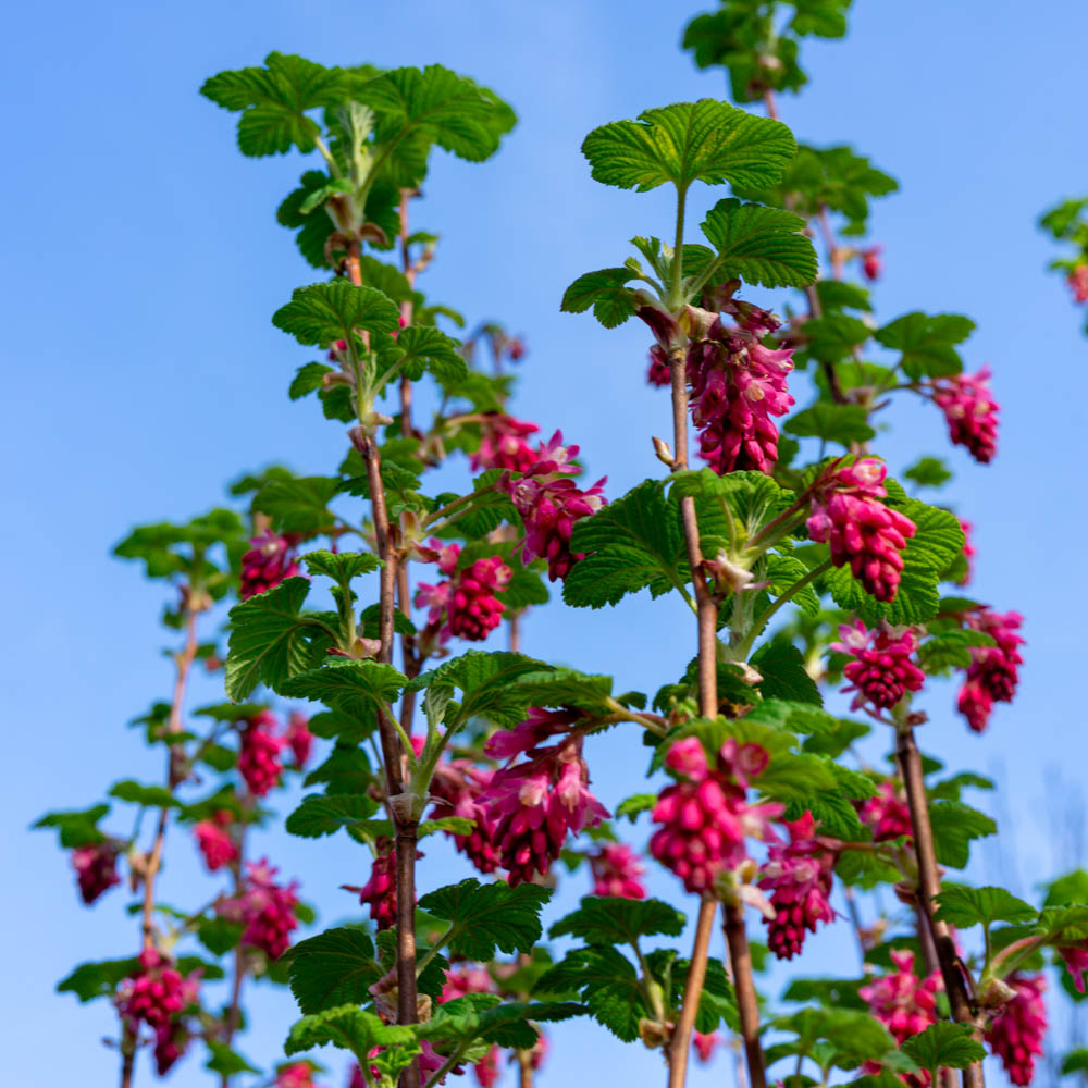 Blutjohannisbeere 'Pulborough Scarlet'