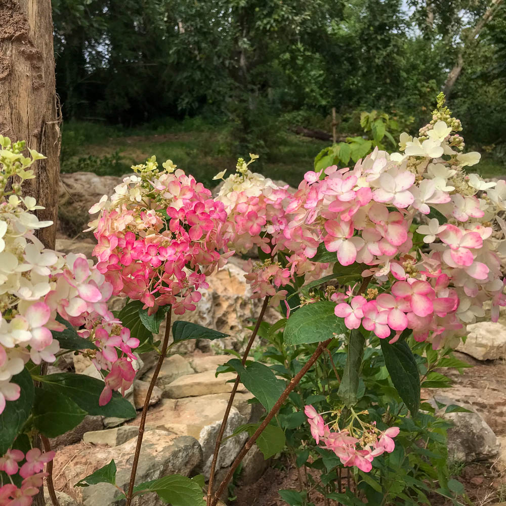 Rispenhortensie 'Candlelight'  ®