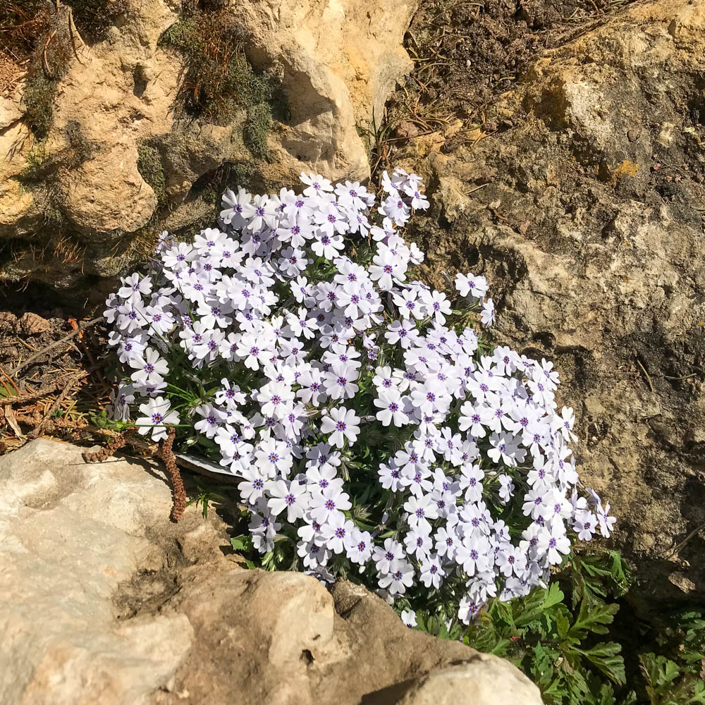 Teppichphlox 'Bavaria'