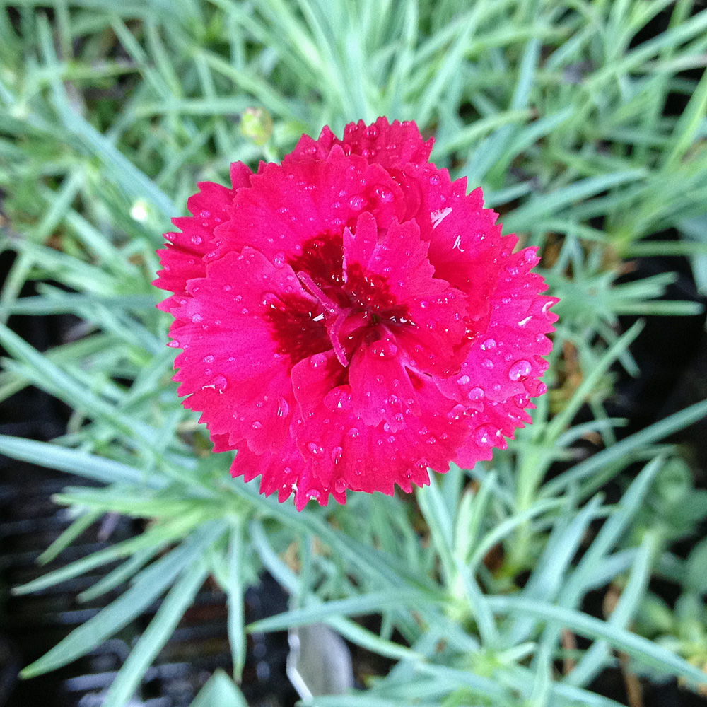 Federnelke Heidi, Blütenpflanze